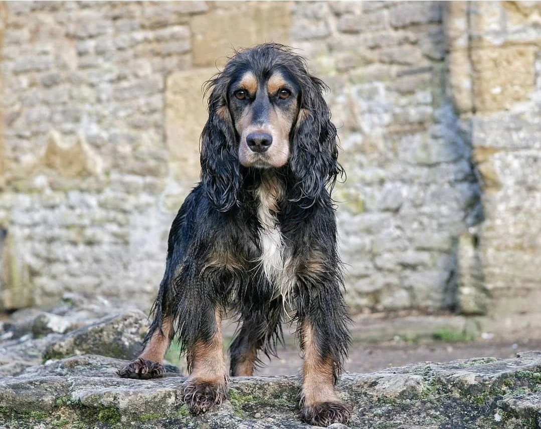 A wet dog with long, wet, black and tan fur standing on a rock in front of a brick wall.