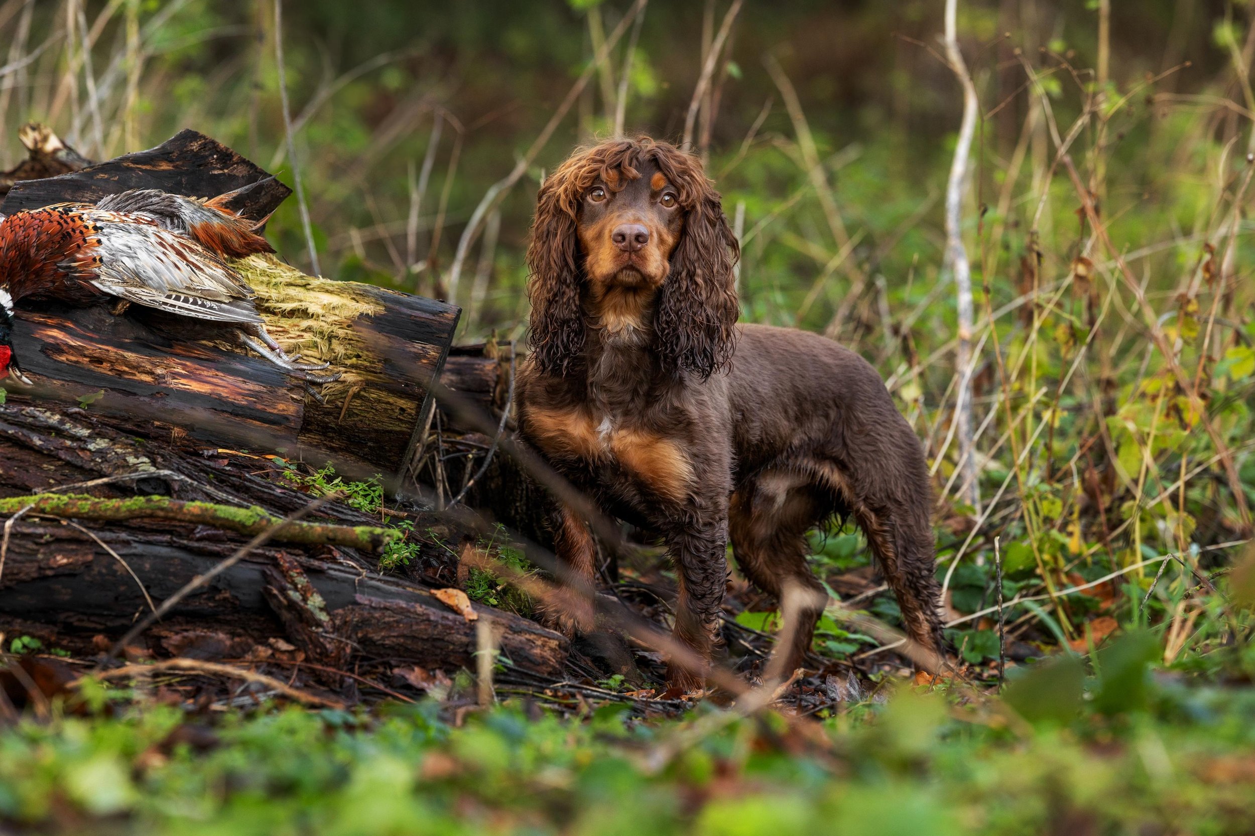 A brown dog with long ears and a glossy coat standing in a forested area with fallen logs and a dead bird nearby.