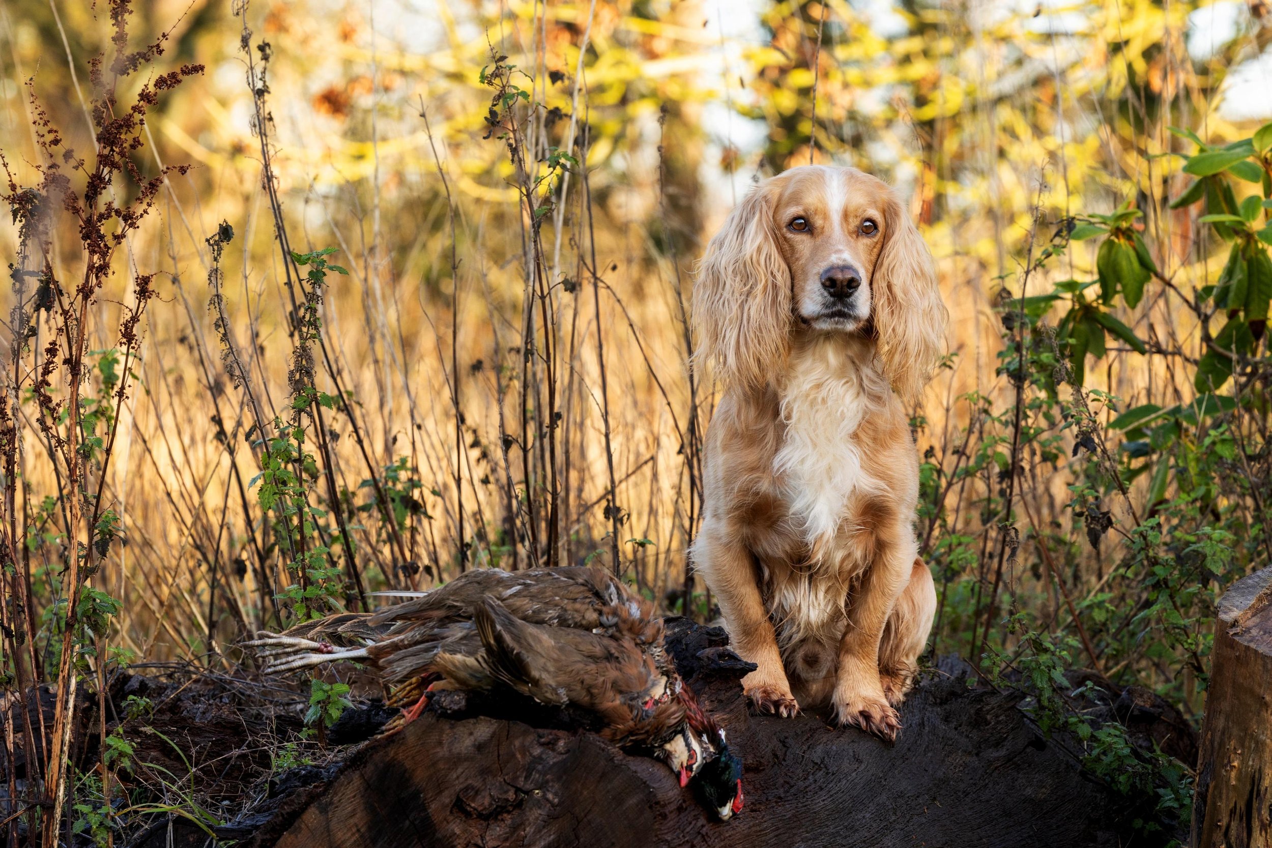 A dog, likely a retriever, sitting on a fallen log in a natural outdoor setting with tall grass and bushes, captured during autumn.