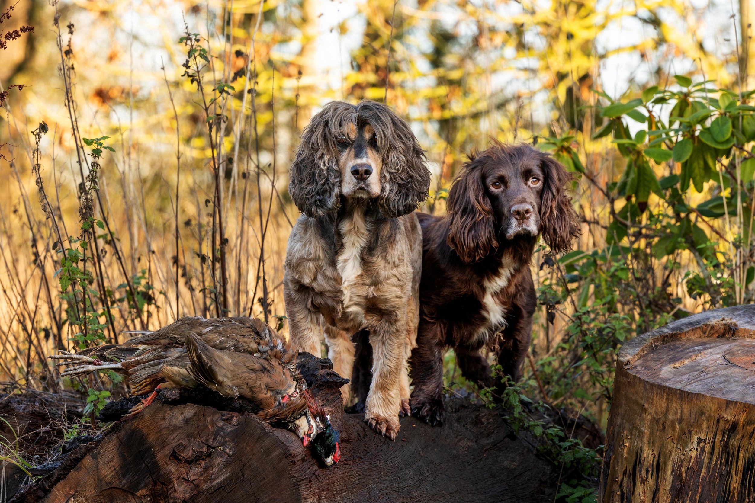 Two English Cocker Spaniels standing on a fallen log in a wooded area with autumn foliage, alongside a few dead birds on the log.