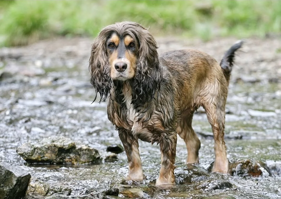 A wet brown and black dog standing in a shallow river with a rocky bed, surrounded by green foliage.