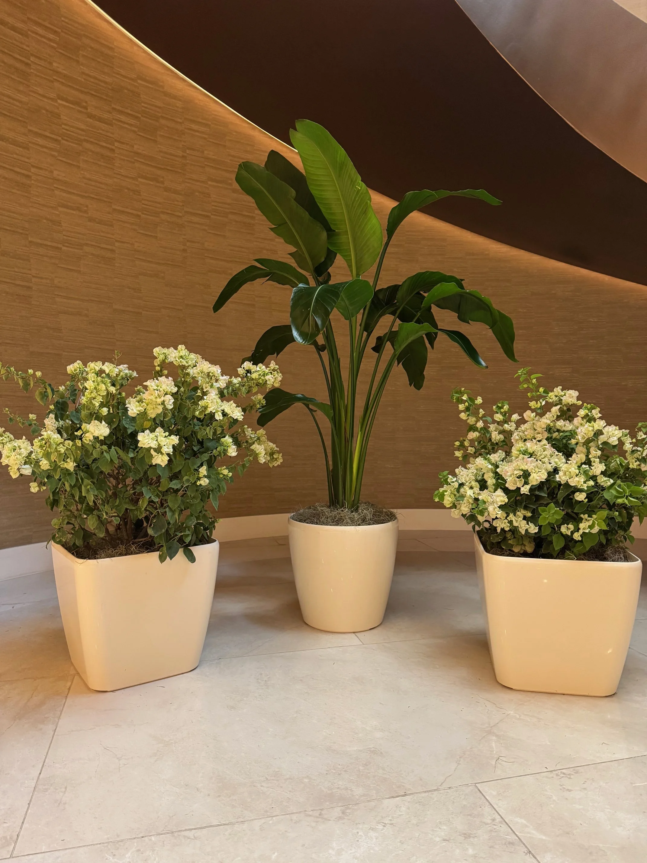 Temporary Tropics l Trusted + Top Live Foliage Rentals l Serving the State of Florida l Highly Rated + Recommended Premier Vendor Partner for Premium Plant Rentals in South Florida, Central Florida, West Florida and North Florida