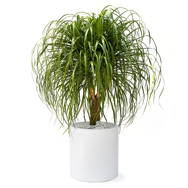 PLANT SPECIES OF THE MONTH: THE PONYTAIL PALM&nbsp;