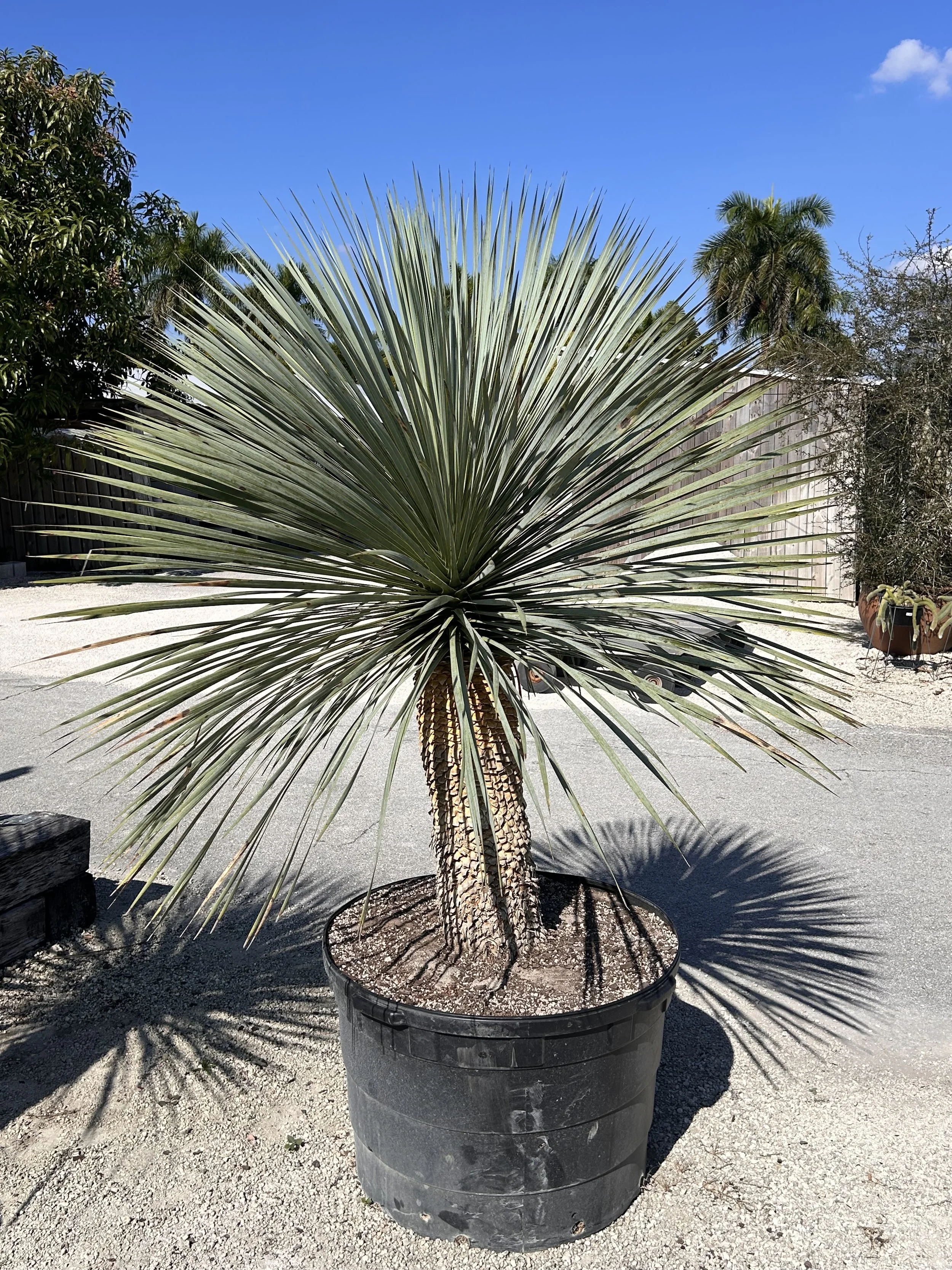 PLANT SPECIES OF THE MONTH: THE PONYTAIL PALM&nbsp;