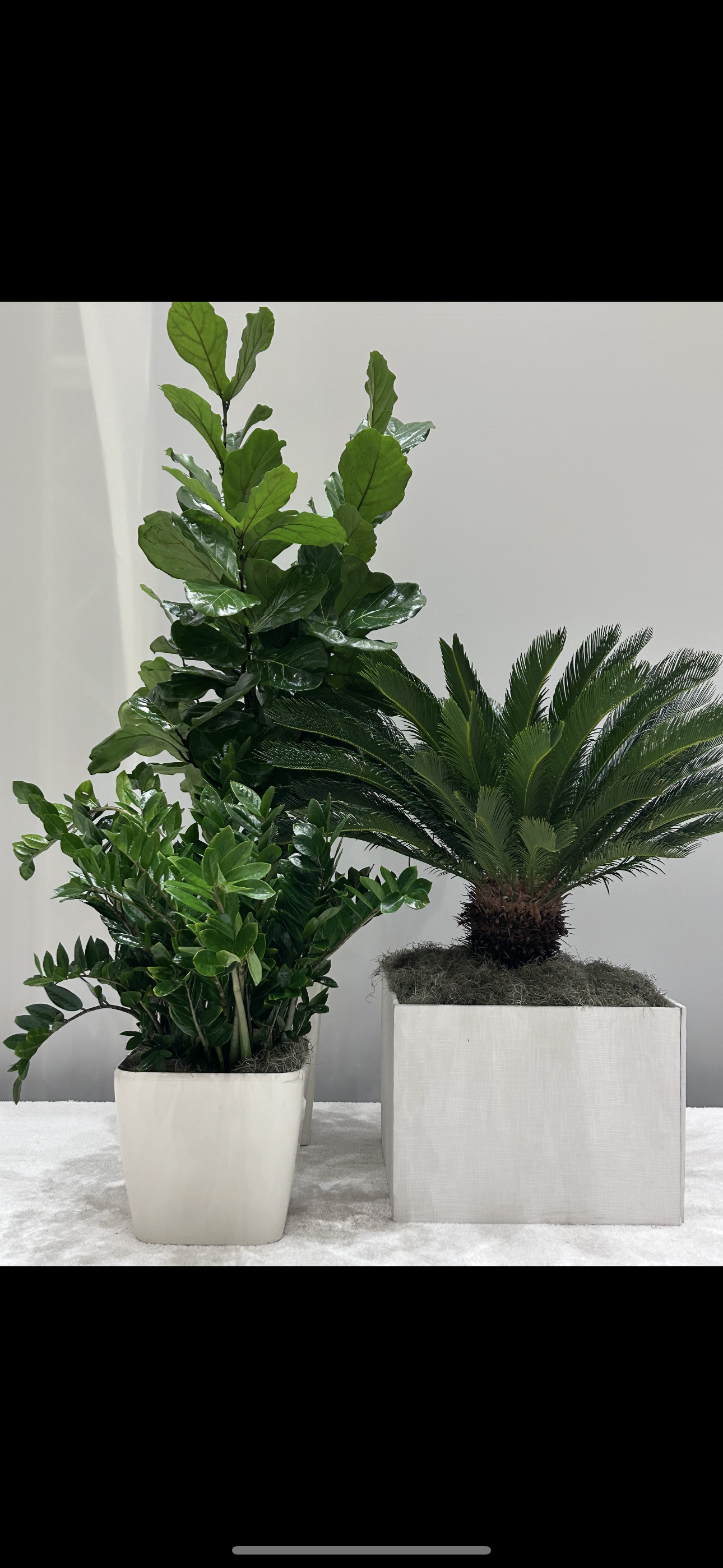 CASE STUDY: Understated Stage Design with Live Foliage: A Quietly Powerful Statement