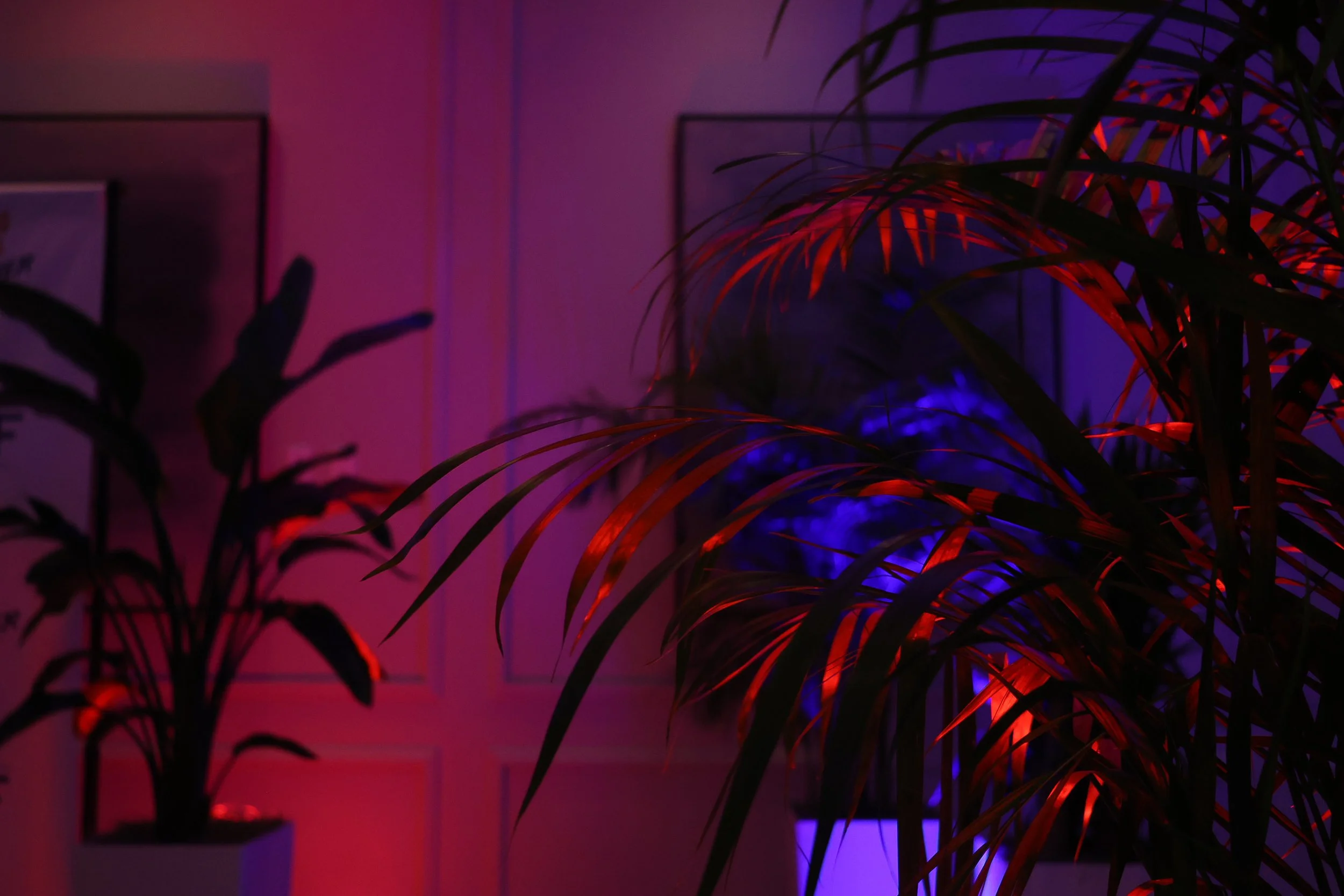 CASE STUDY: Creating Cinematic Event Atmospheres with Lighting and Live Foliage