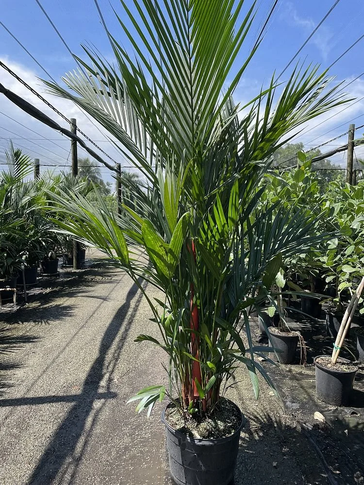 PLANT SPECIES OF THE MONTH: February 2026:  The Lip Stick Palm 