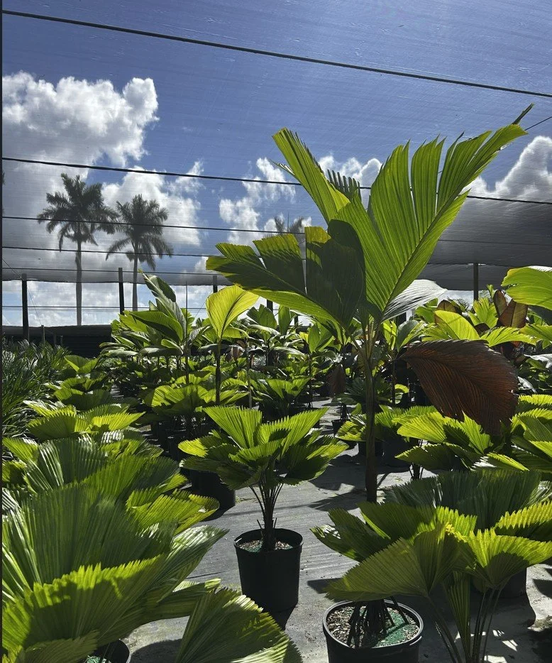 PLANT SPECIES OF THE MONTH: March 2026: The Fiji Fan Palm 