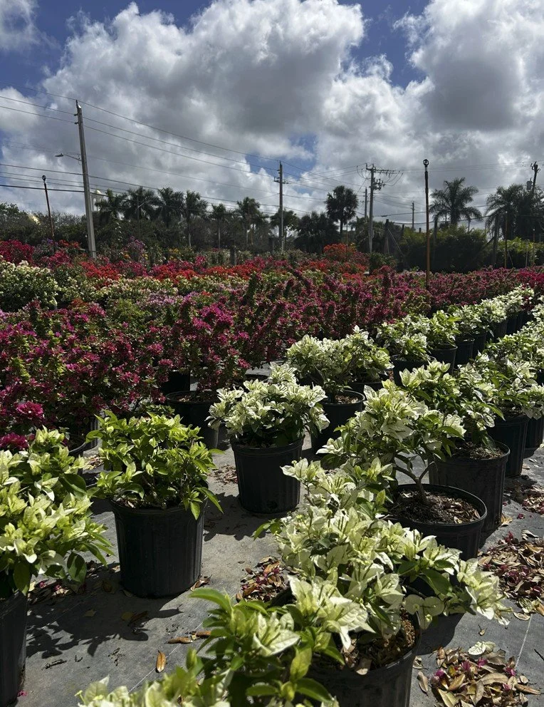 PLANT SPECIES OF THE MONTH: April 2026: Bouganvellias 