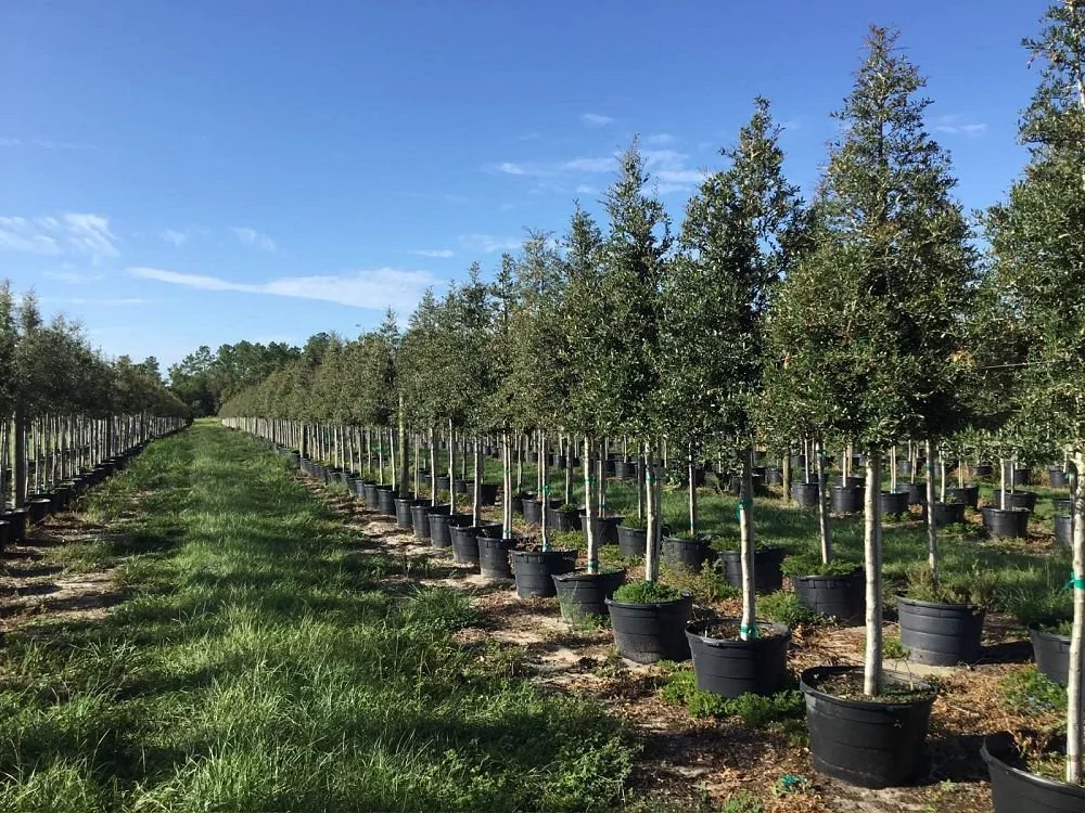 PLANT SPECIES OF THE MONTH: June 2026: Oak Trees 