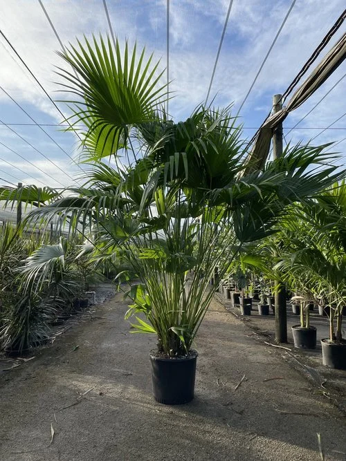 PLANT SPECIES OF THE MONTH: July 2026: Chinese Fan Palms 