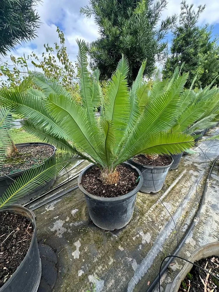 PLANT SPECIES OF THE MONTH: August 2026: Mexican Fern Palms 