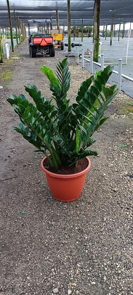 PLANT SPECIES OF THE MONTH: September 2026: ZZ Plant