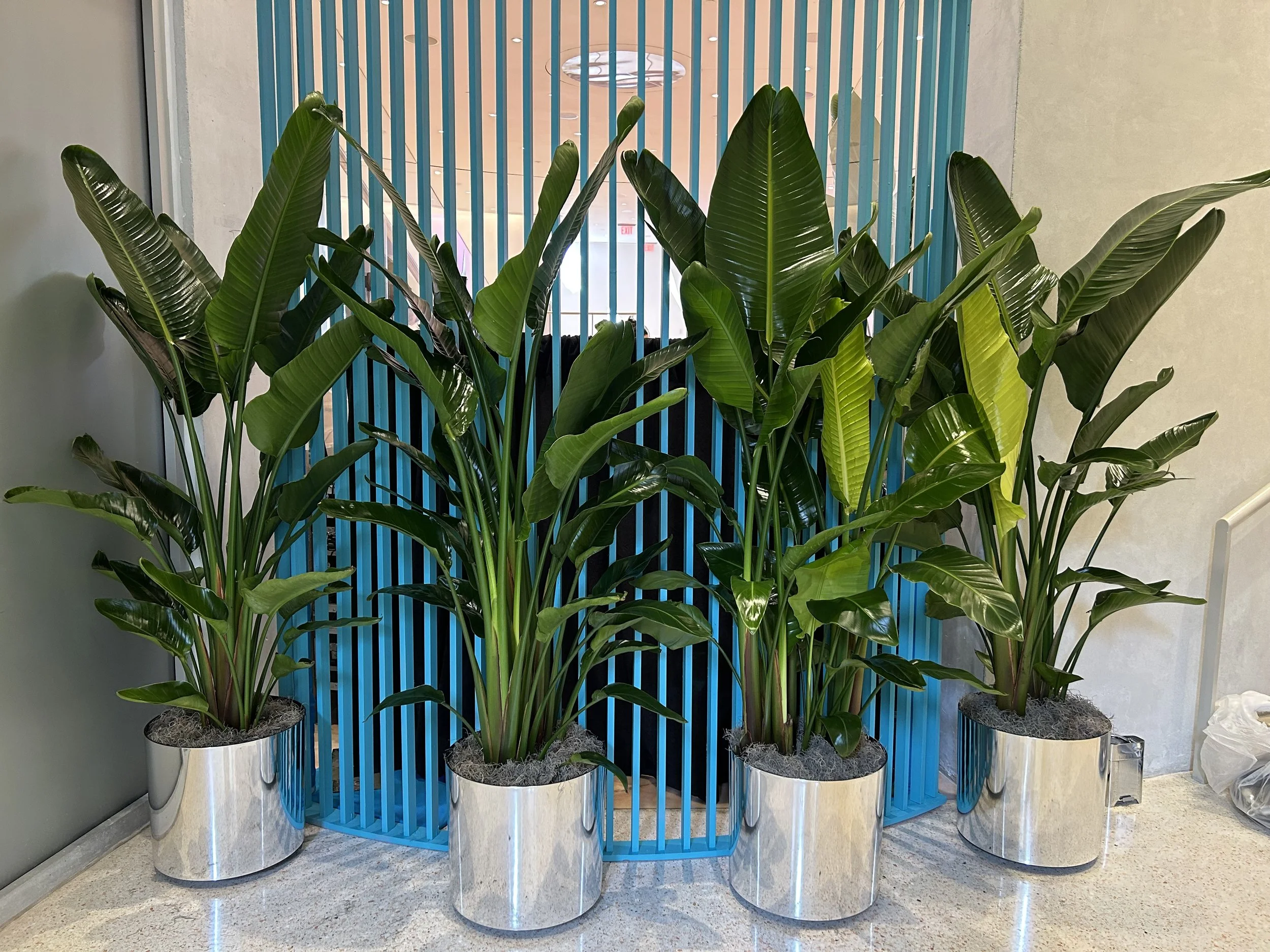 Bird of Paradise: Architectural Greenery That Creates Instant Impact