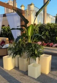 Dracaena Lemon Lime: Bringing Vibrant Color into Modern Event Design