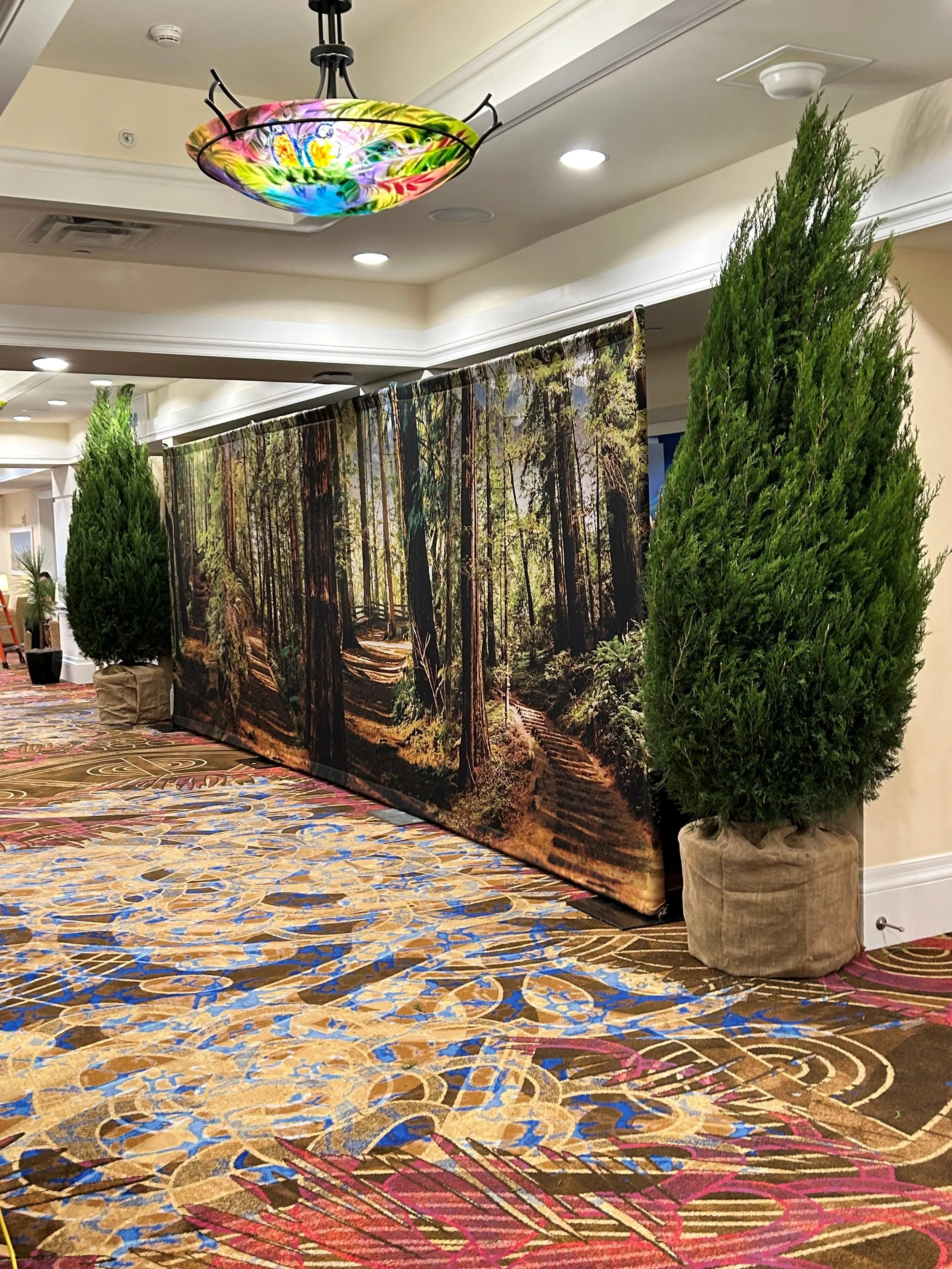 Red Southern Cedars: Natural Privacy, Structure, and Timeless Elegance