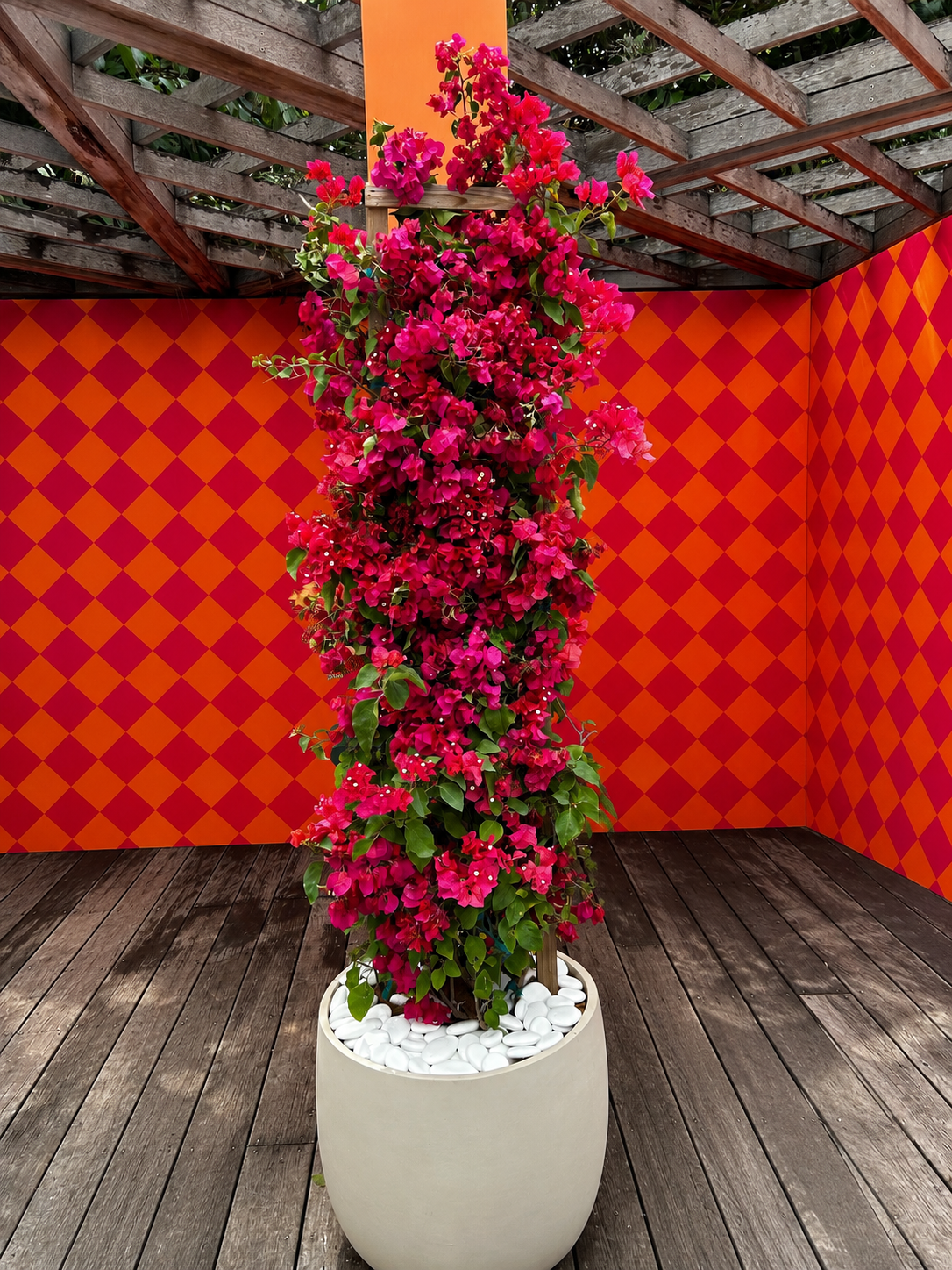 Bougainvillea: Bringing Vibrant Tropical Color to Luxury Hospitality Events