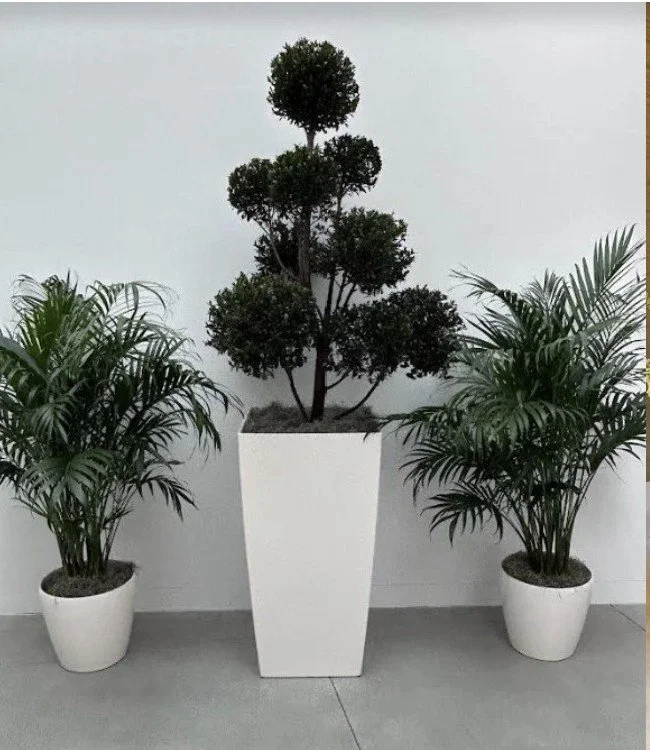 Pom Pom Topiaries: Living Sculpture for Luxury Hospitality