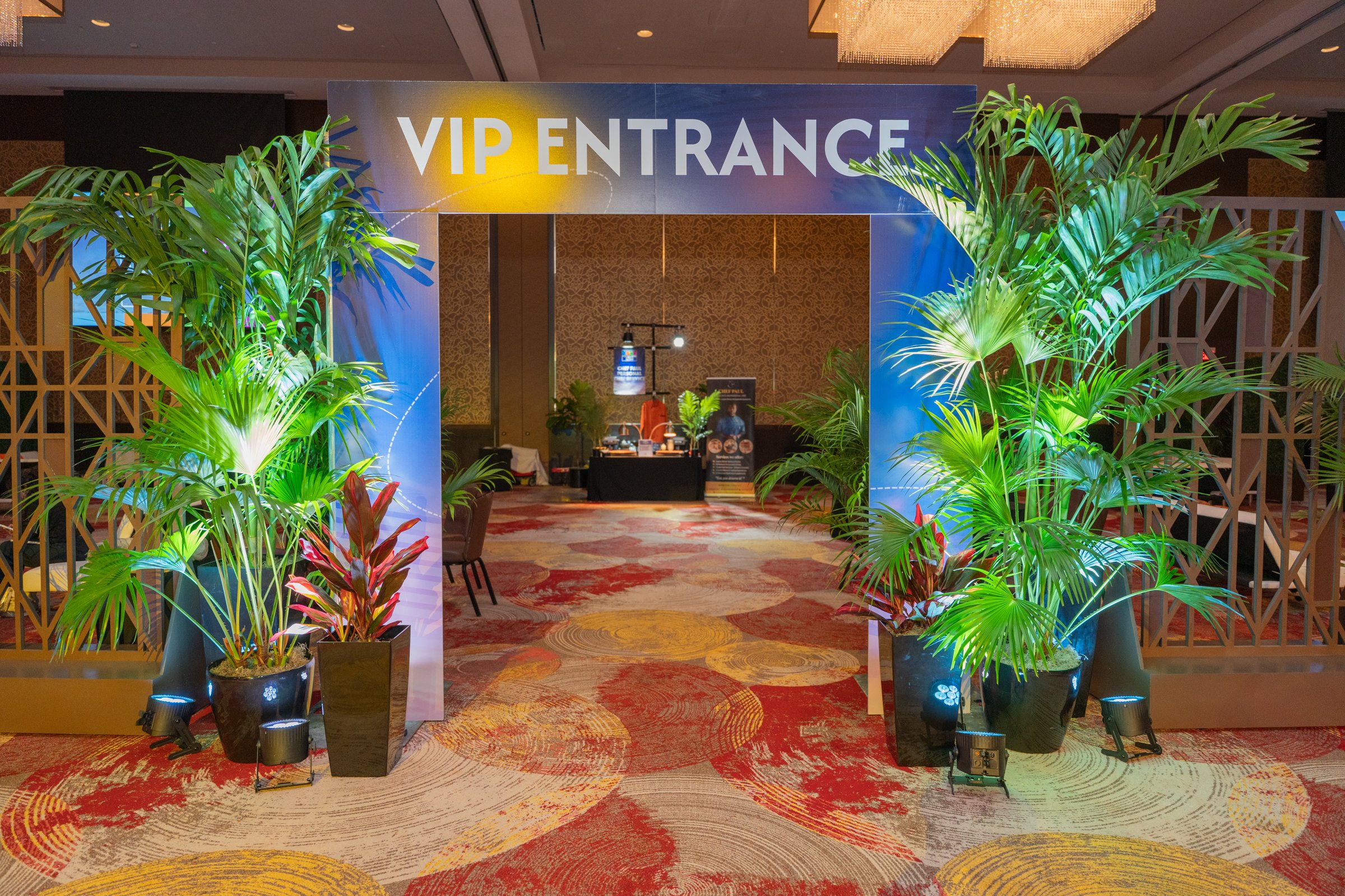 Chinese Fan Palms: Timeless Tropical Grandeur for Luxury Hospitality