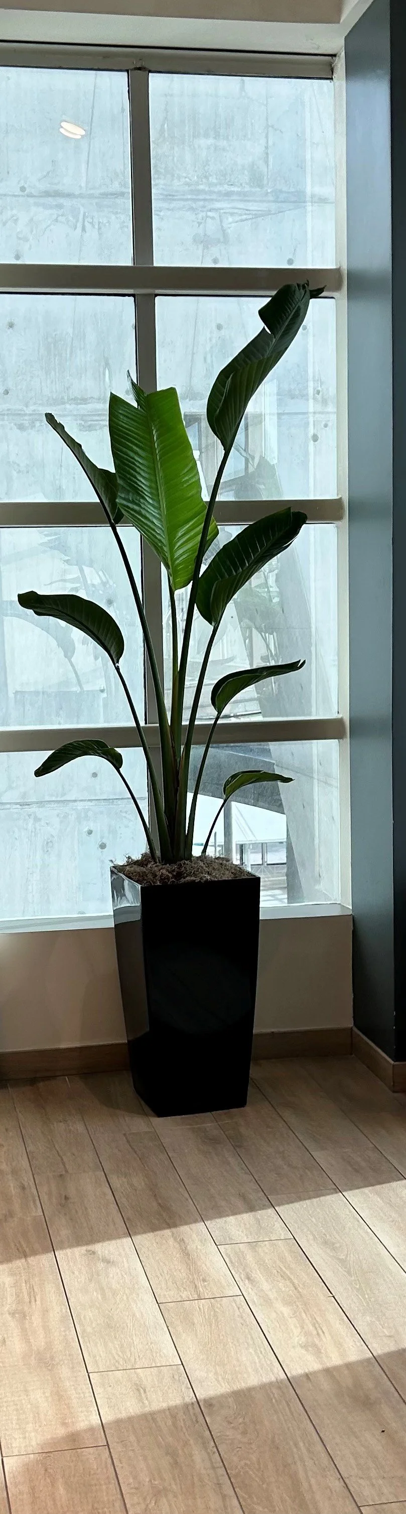 Indoor potted green plant with broad leaves near a large window with a concrete building in the background.