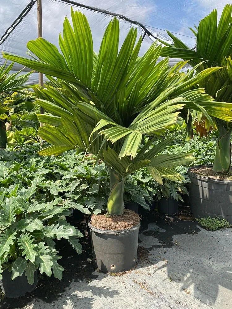 Temporary Tropics l Trusted + Top Live Foliage Rentals l Serving the State of Florida l Highly Rated + Recommended Premier Vendor Partner for Premium Plant Rentals in South Florida, Central Florida, West Florida and North Florida