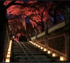 
Temporary Tropics l Trusted + Top Biophilic Design + Elevated Experiences Studio  l Florid-Based l Highly Rated + Recommended Premier Vendor Partner for Live Foliage + Floral Rentals l Premium Plant Rentals l Corporate + Social Event Decor, Entertai