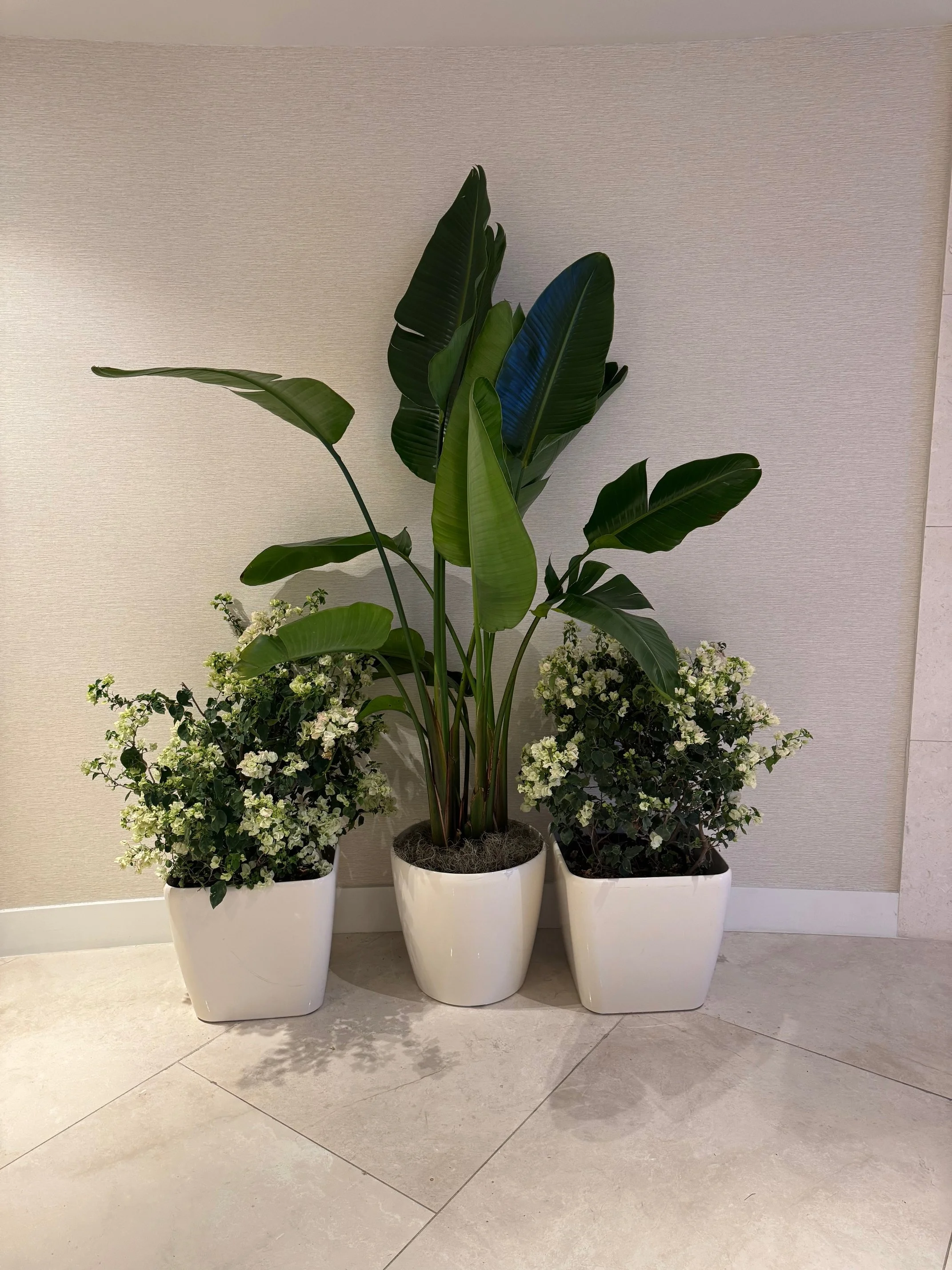 Temporary Tropics l Trusted + Top Live Foliage Rentals l Serving the State of Florida l Highly Rated + Recommended Premier Vendor Partner for Premium Plant Rentals in South Florida, Central Florida, West Florida and North Florida