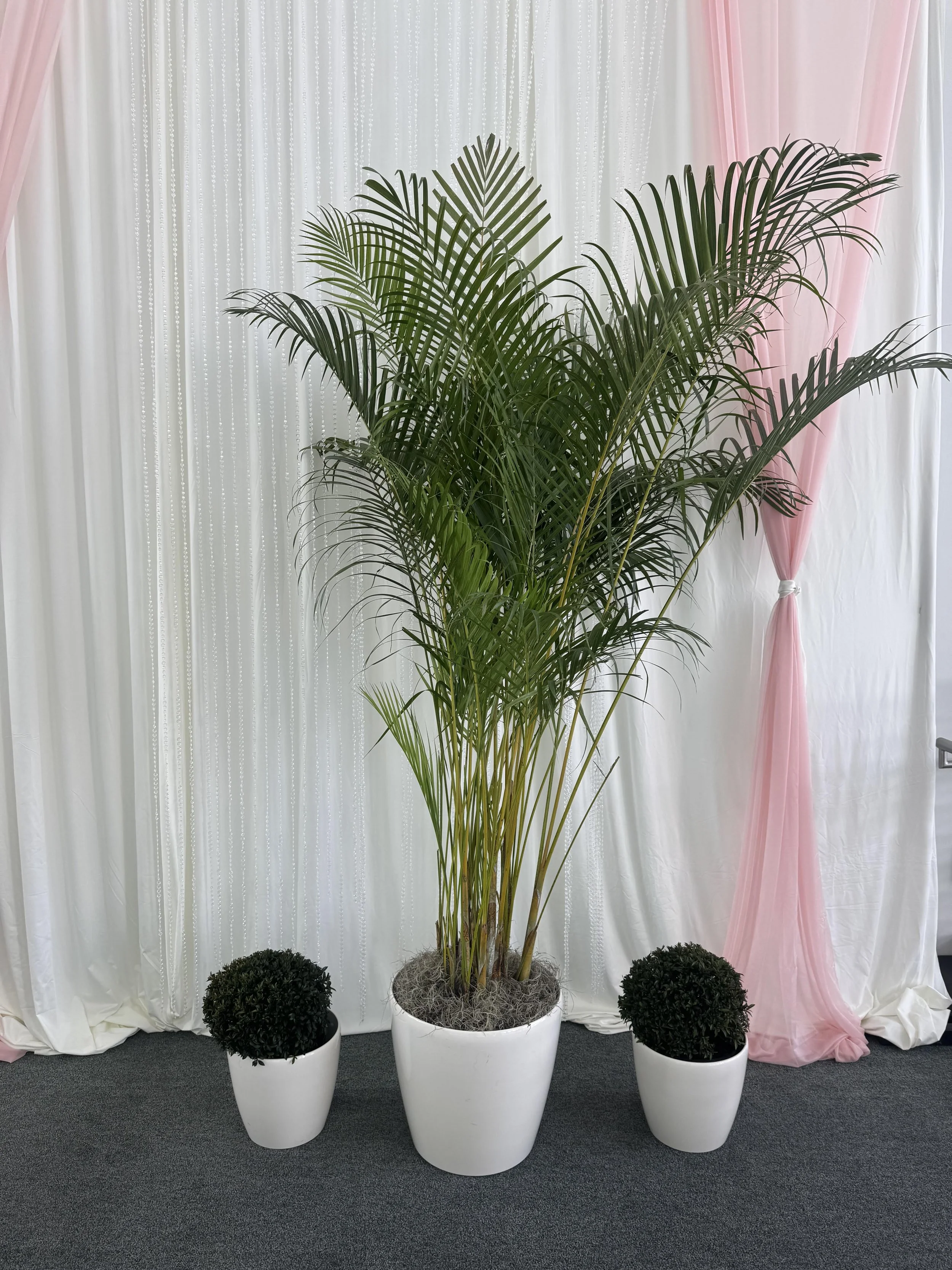 Temporary Tropics l Trusted + Top Live Foliage Rentals l Serving the State of Florida l Highly Rated + Recommended Premier Vendor Partner for Premium Plant Rentals in South Florida, Central Florida, West Florida and North Florida