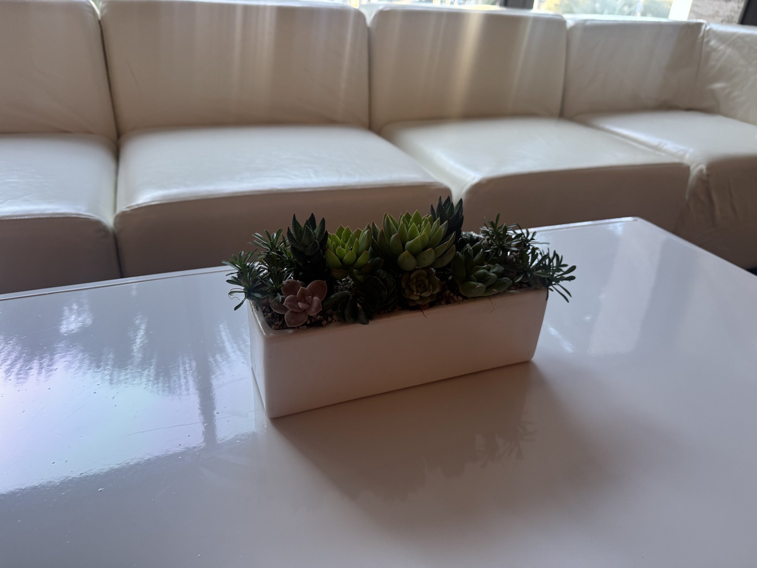 Temporary Tropics l Trusted + Top Live Foliage Rentals l Serving the State of Florida l Highly Rated + Recommended Premier Vendor Partner for Premium Plant Rentals in South Florida, Central Florida, West Florida and North Florida