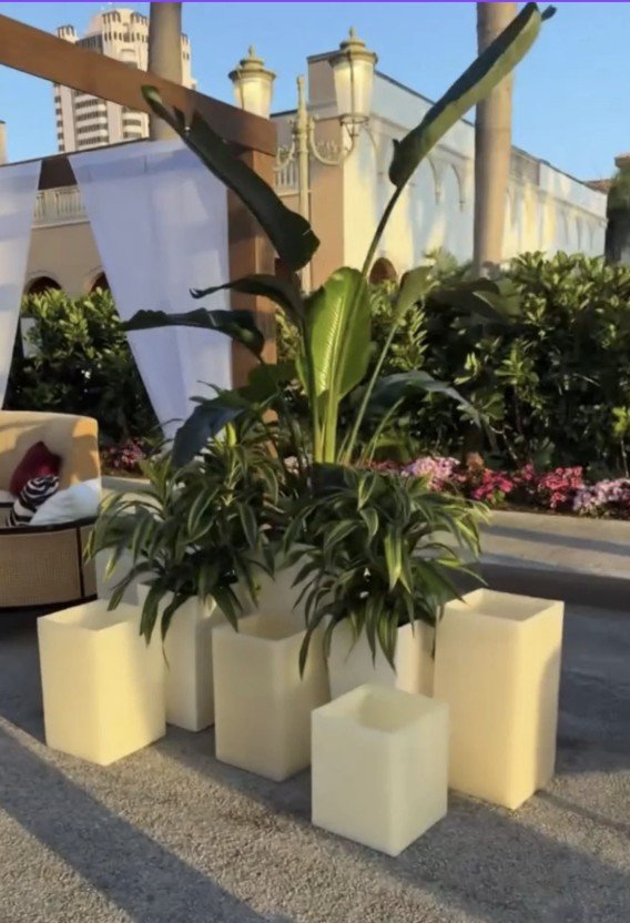 Outdoor decorative arrangement with large leafy plants in cream-colored square planters on a sidewalk, with a city building and street lamps in the background.
