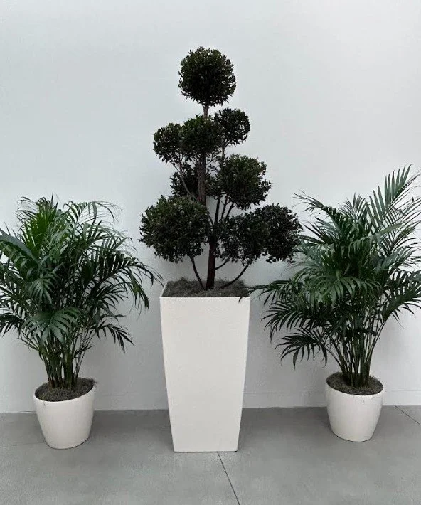 Temporary Tropics l Trusted + Top Live Foliage Rentals l Serving the State of Florida l Highly Rated + Recommended Premier Vendor Partner for Premium Plant Rentals in South Florida, Central Florida, West Florida and North Florida