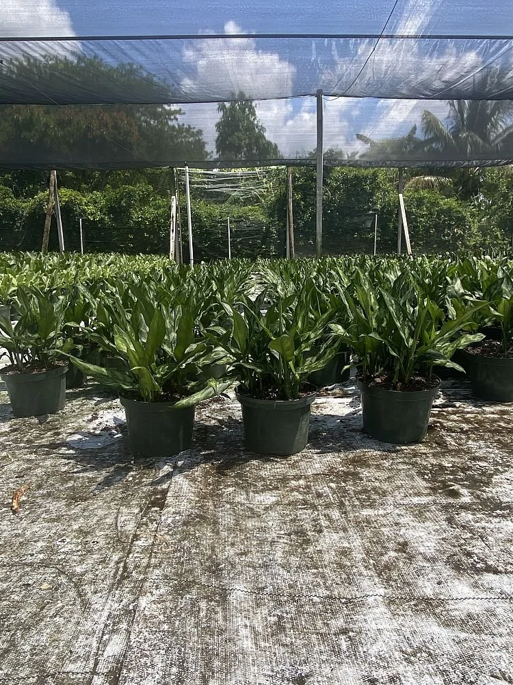 Temporary Tropics l Trusted + Top Live Foliage Rentals l Serving the State of Florida l Highly Rated + Recommended Premier Vendor Partner for Premium Plant Rentals in South Florida, Central Florida, West Florida and North Florida
