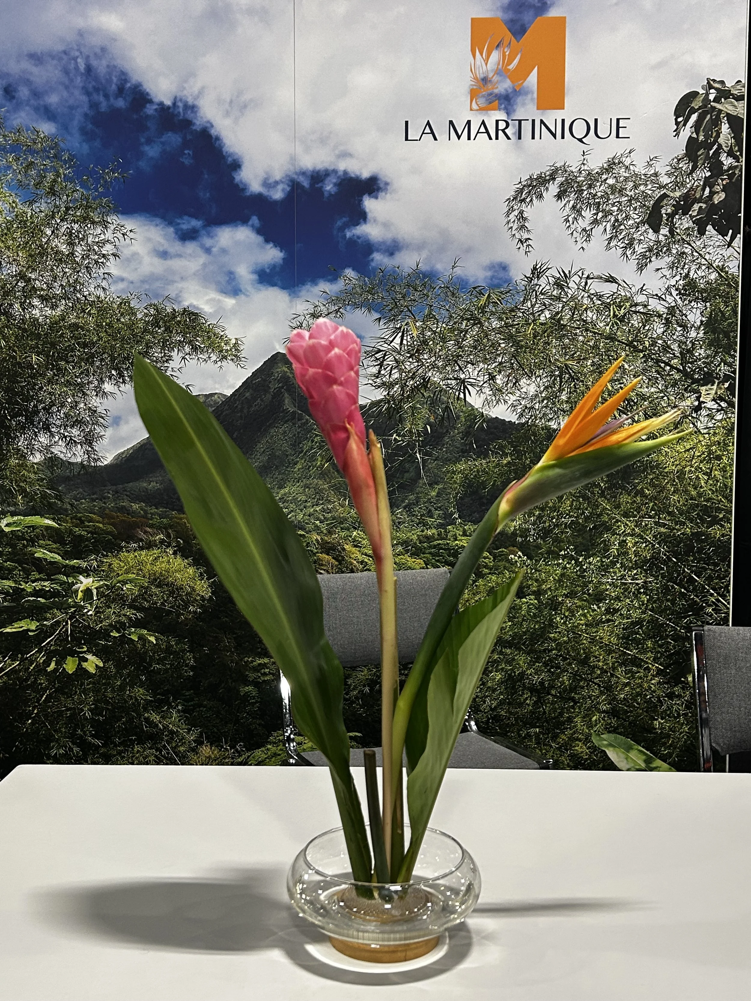 Temporary Tropics l Trusted + Top Live Foliage Rentals l Serving the State of Florida l Highly Rated + Recommended Premier Vendor Partner for Premium Plant Rentals in South Florida, Central Florida, West Florida and North Florid