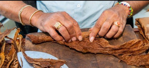 Temporary Tropics l Trusted + Top Biophilic Design + Elevated Experiences Studio  l Serving the State of Florida l Highly Rated + Recommended Premier Vendor Partner for Live Foliage + Floral Rentals l Premium Plant Rentals l Corporate + Social Event 