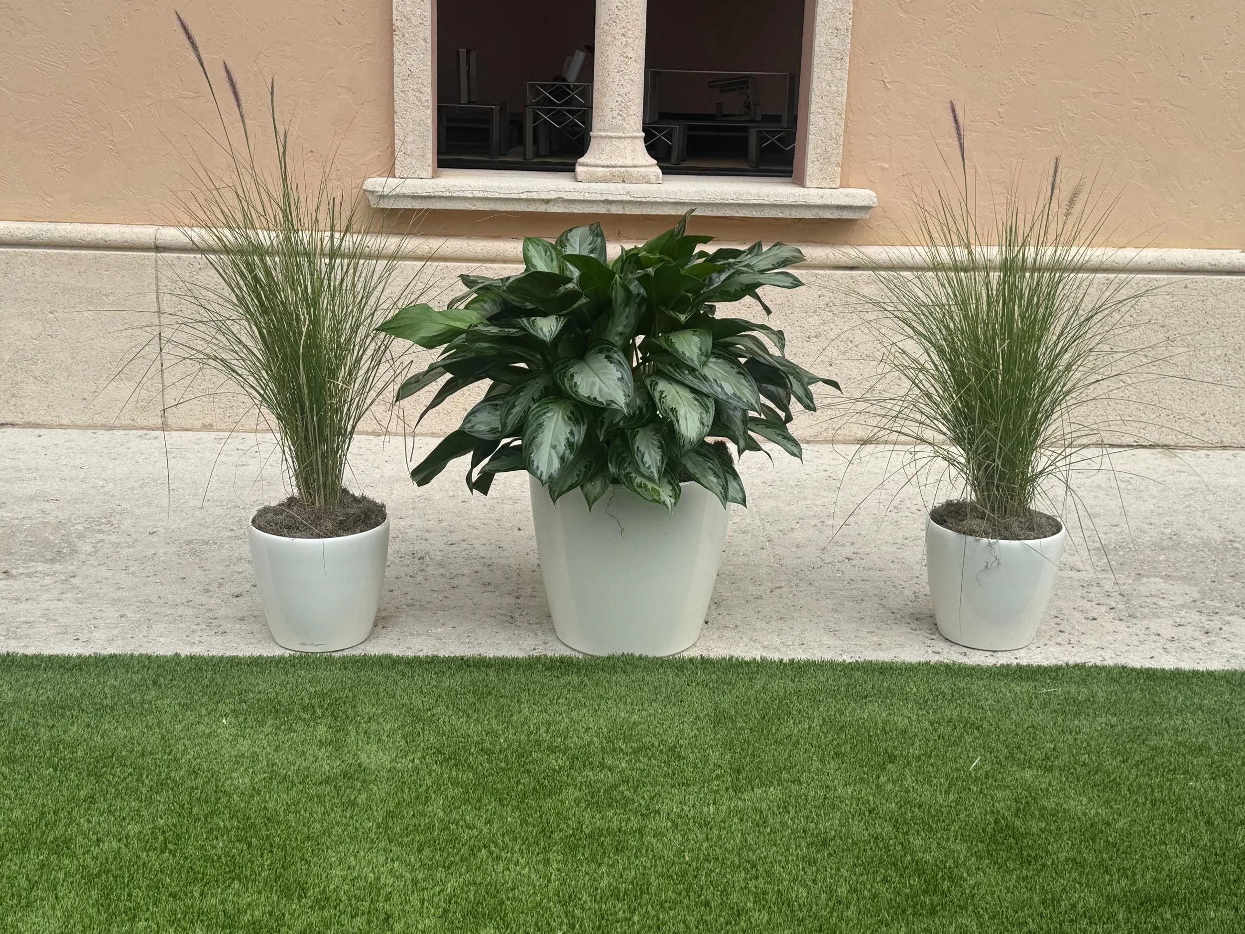 Temporary Tropics l Trusted + Top Live Foliage Rentals l Serving the State of Florida l Highly Rated + Recommended Premier Vendor Partner for Premium Plant Rentals in South Florida, Central Florida, West Florida and North Florida