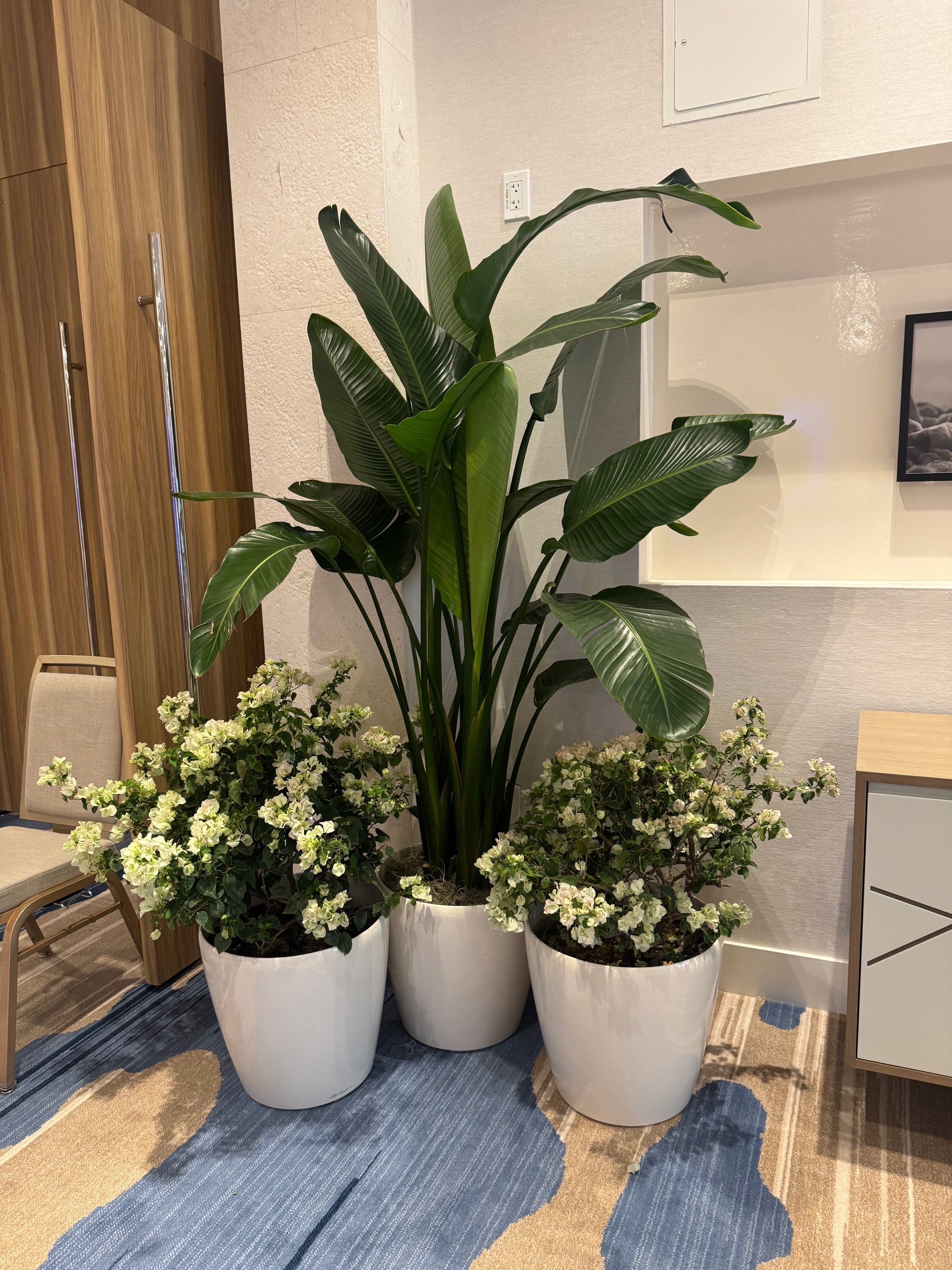 Temporary Tropics l Trusted + Top Live Foliage Rentals l Serving the State of Florida l Highly Rated + Recommended Premier Vendor Partner for Premium Plant Rentals in South Florida, Central Florida, West Florida and North Florida