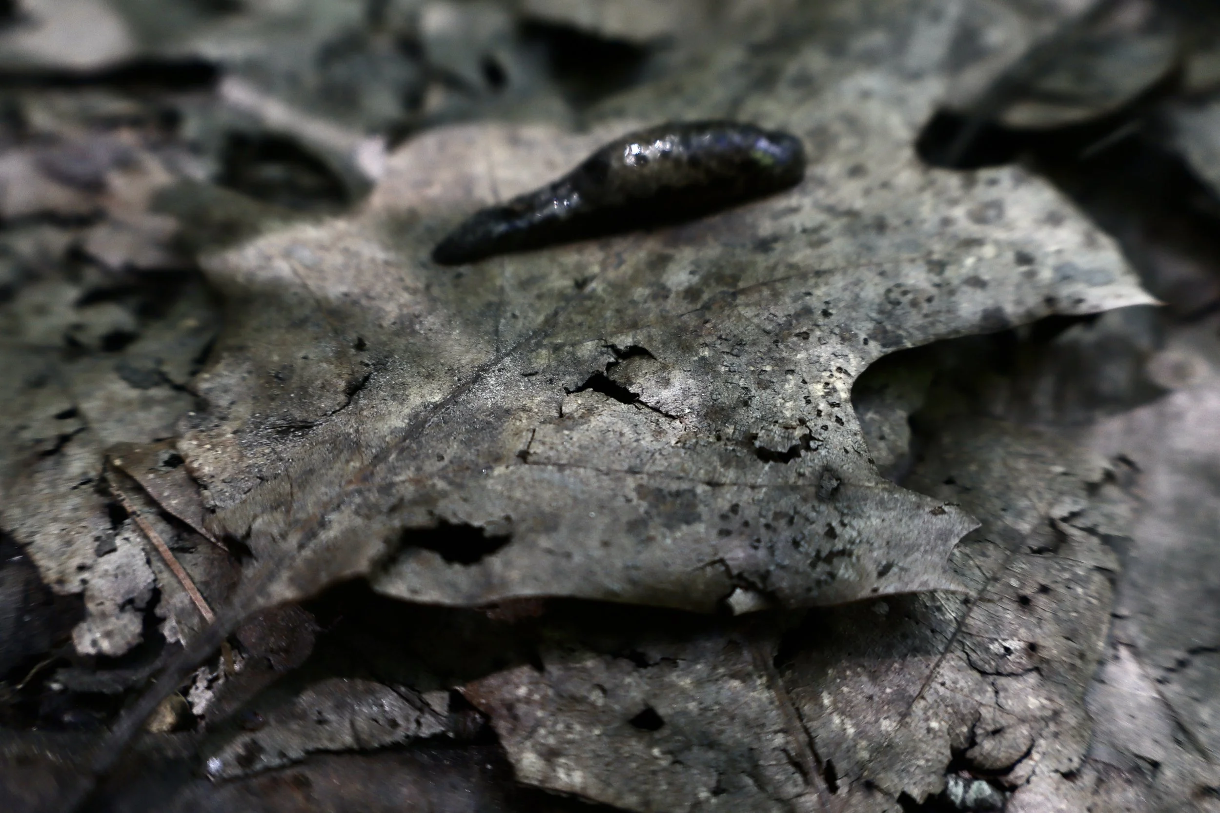 sluggish