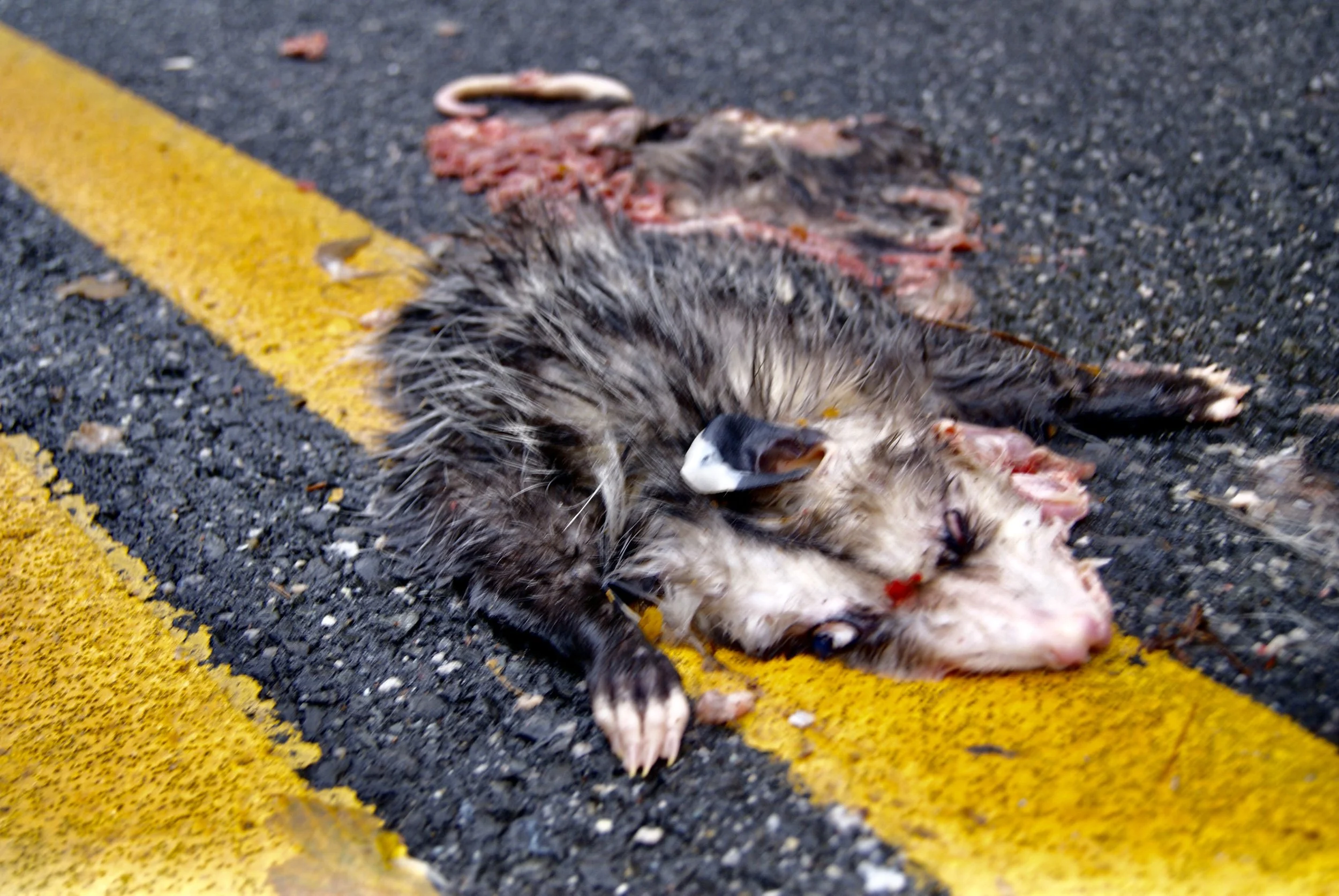 Print roadkill
