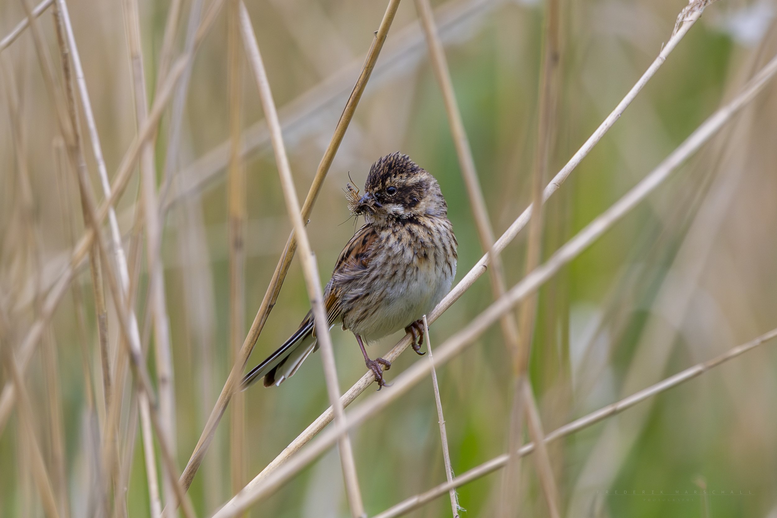 Fluesnapper | Rørspurv