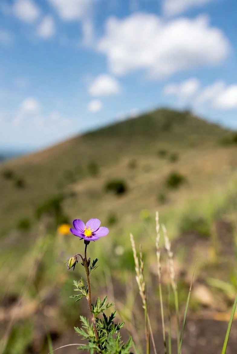 The 4-Week Support & Reset Programme