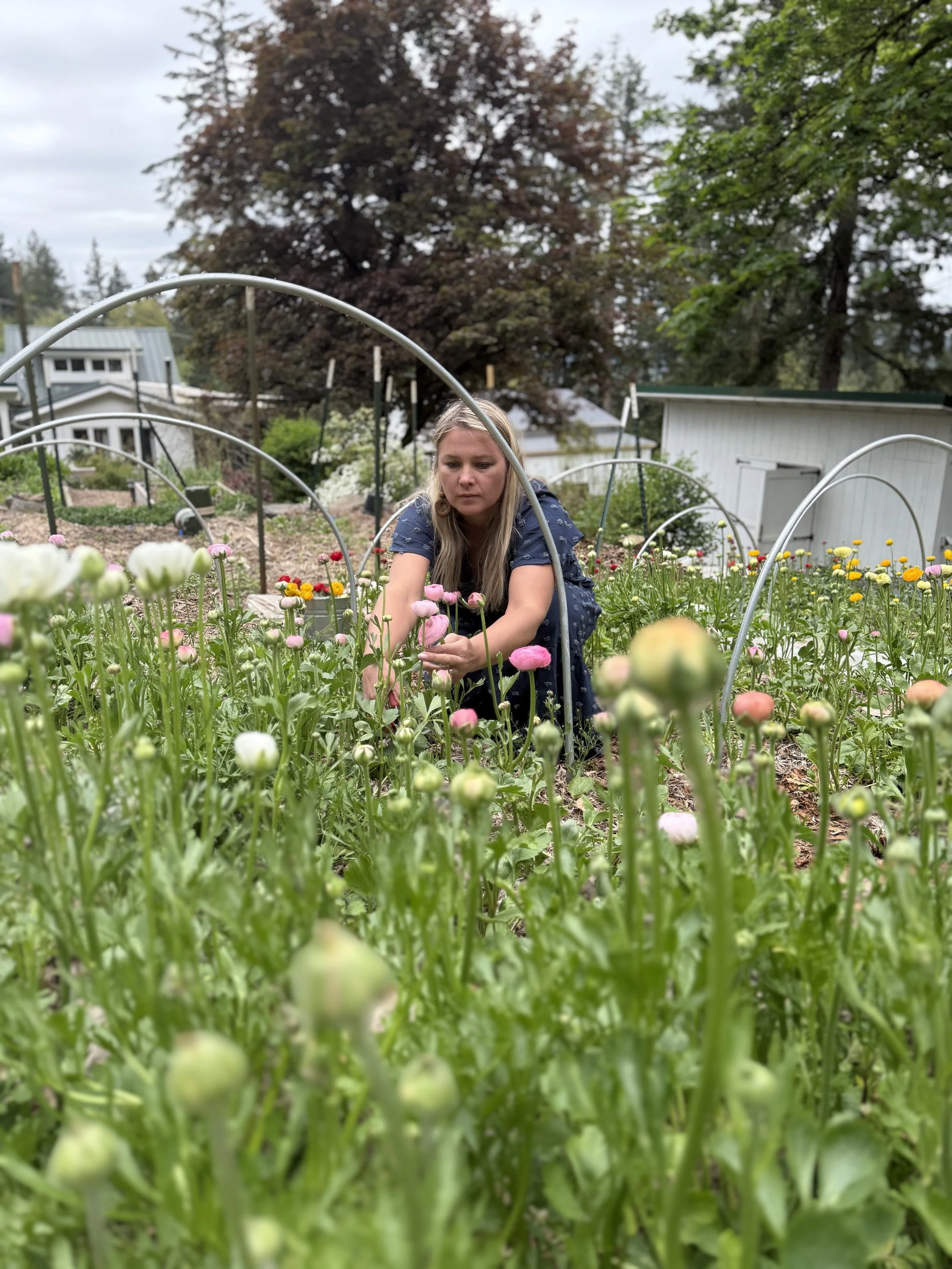 ranunculus harvest oregon