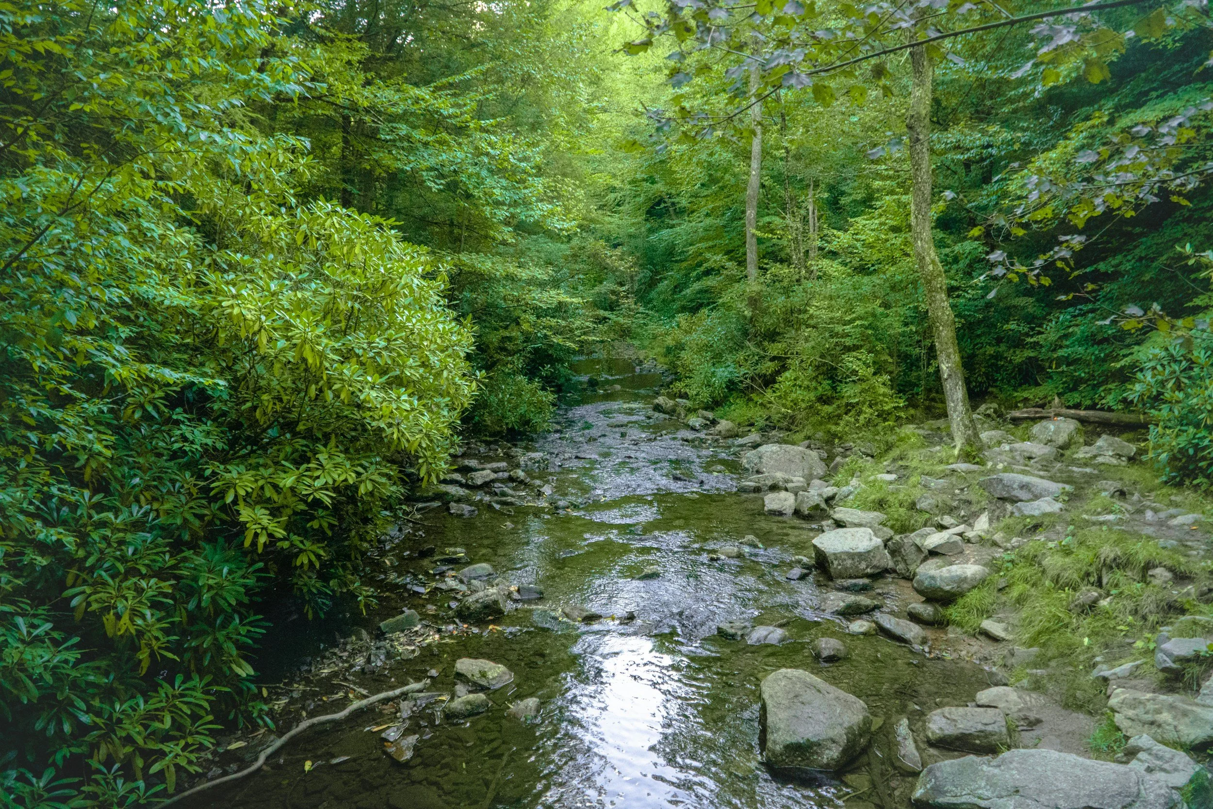A small creek flowing through a lush green forest with rocks along the banks and dense foliage surrounding the water.