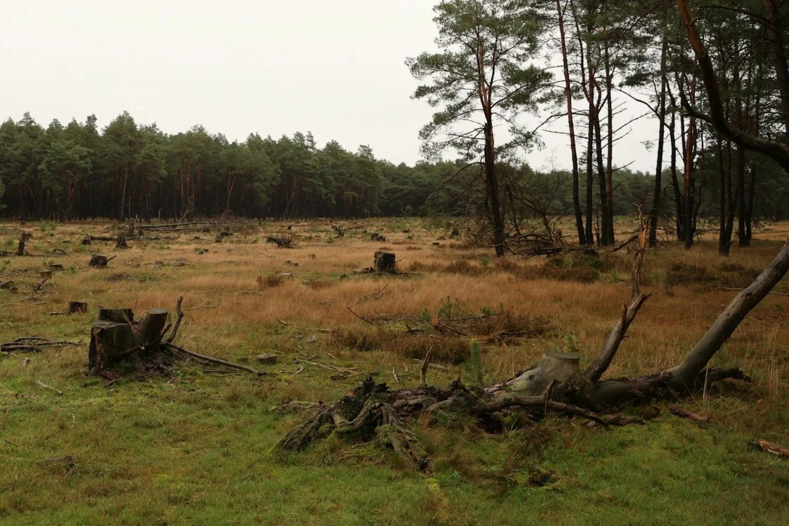 A forest with tree stumps and fallen trees, some standing and some lying on the ground, with a dense tree line in the background and an overcast sky.