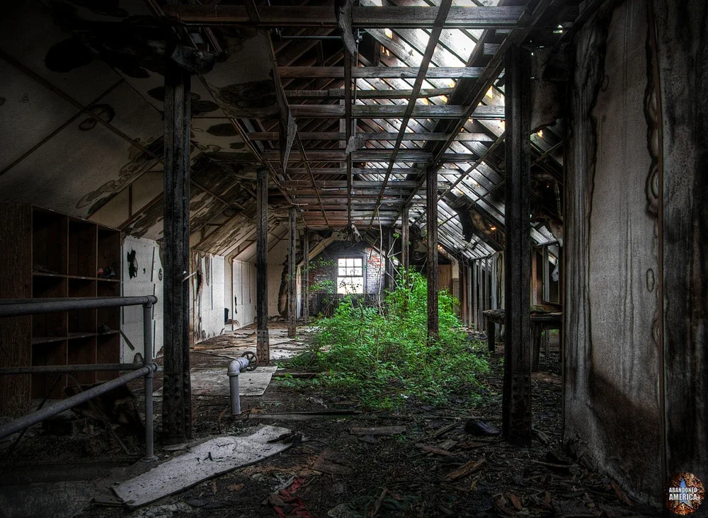 Inside an abandoned, dilapidated building with a sloped ceiling, exposed wooden beams, and overgrown plants in the center.
