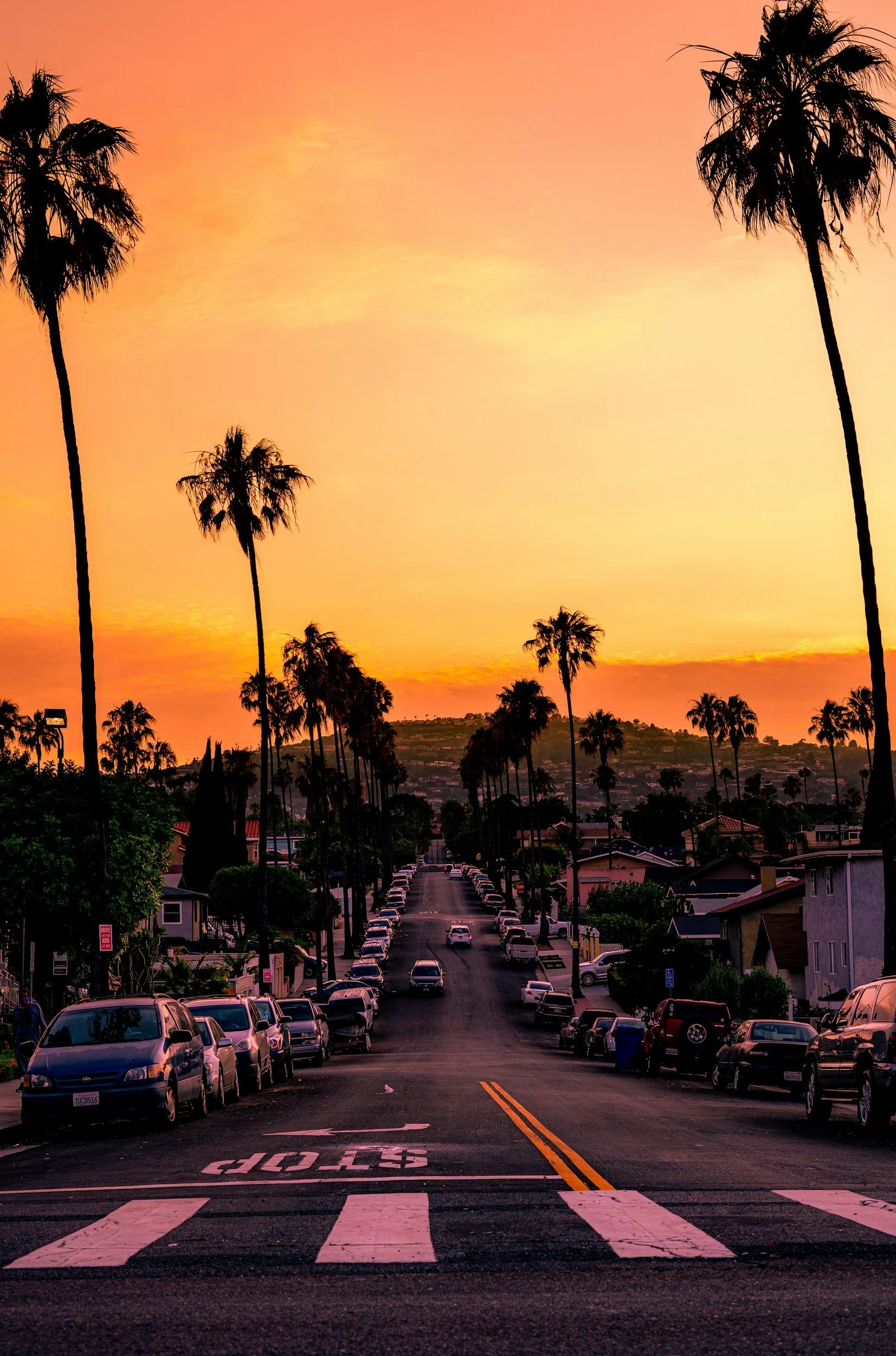Palm-lined residential street in Southern California