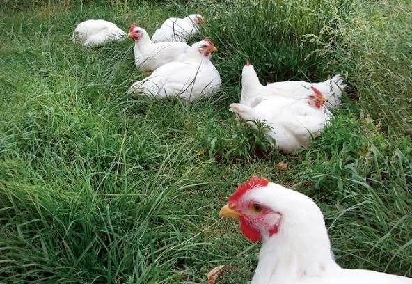 Pasture Raised, Organic-Fed Chicken (Deposit)
