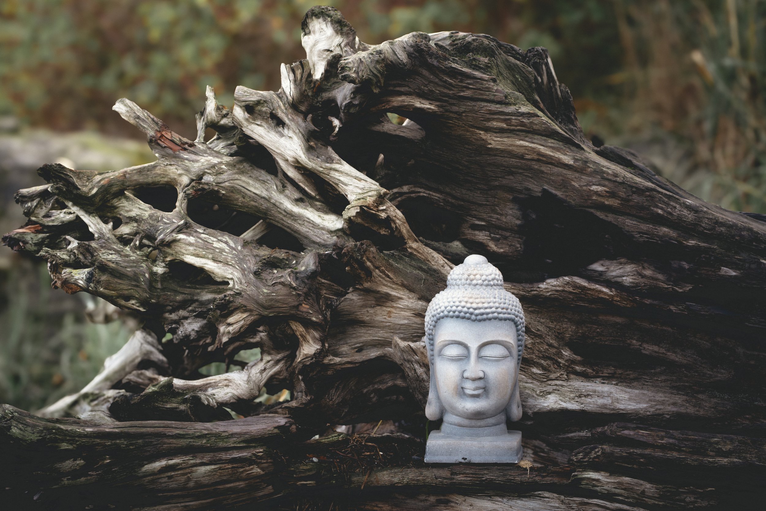 A stone Buddha head sculpture placed on a weathered wood log outdoors.