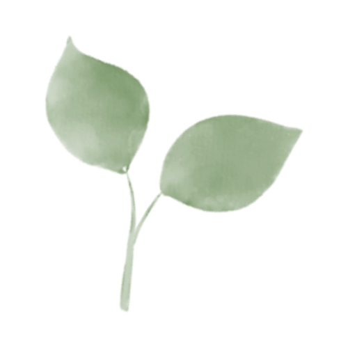 A simple drawing of a small plant with two green leaves on a stem.