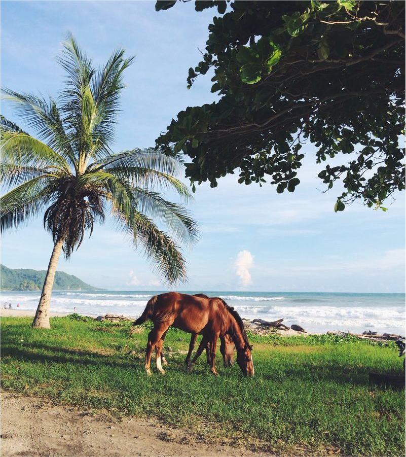 A brown horse grazing on grass near a tropical beach with a palm tree and ocean waves in the background.