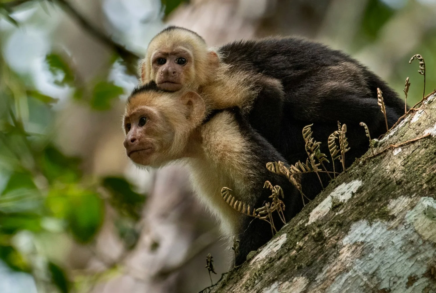 Two young monkeys, likely capuchins, perched on a tree branch in a forest, one resting its head on the other's back.